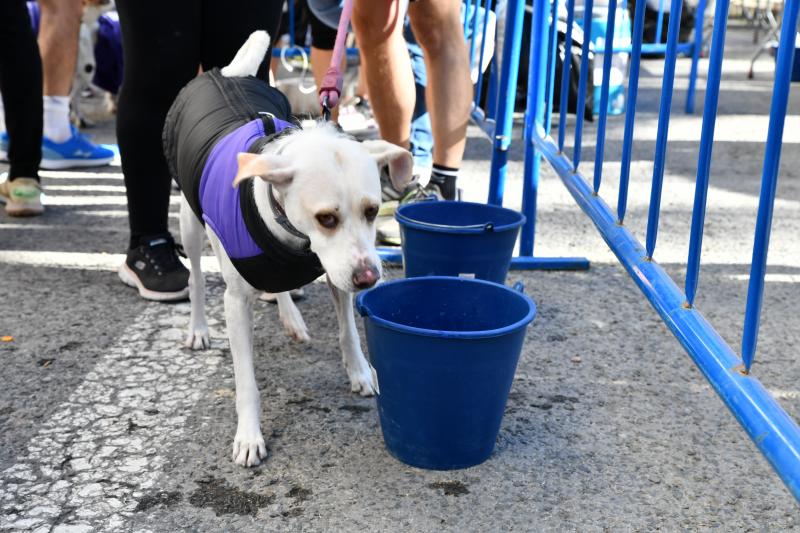 Fotos: ¿Has participado en la carrera contra el cáncer de páncreas?