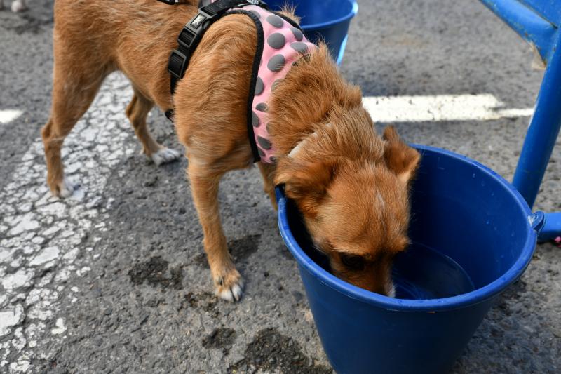 Fotos: ¿Has participado en la carrera contra el cáncer de páncreas?