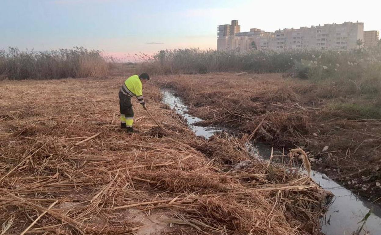 Un operario con «rastrillo en mano» realiza labores de desbroce en el Montnegre.