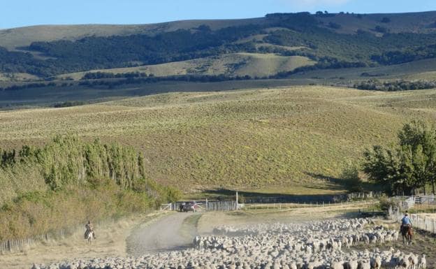 La UA lidera un estudio internacional sobre los efectos del pastoreo en los climas áridos