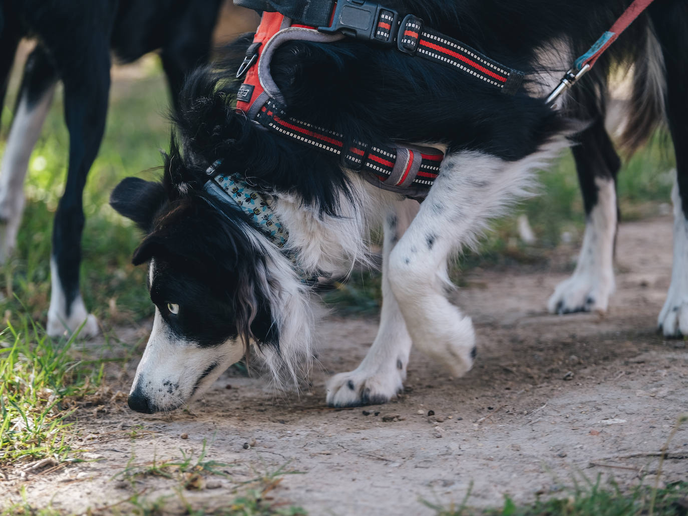 Fotos: Exhibiciones de unidades caninas y mucho amor en el evento &#039;Mi mascota, mi familia&#039;