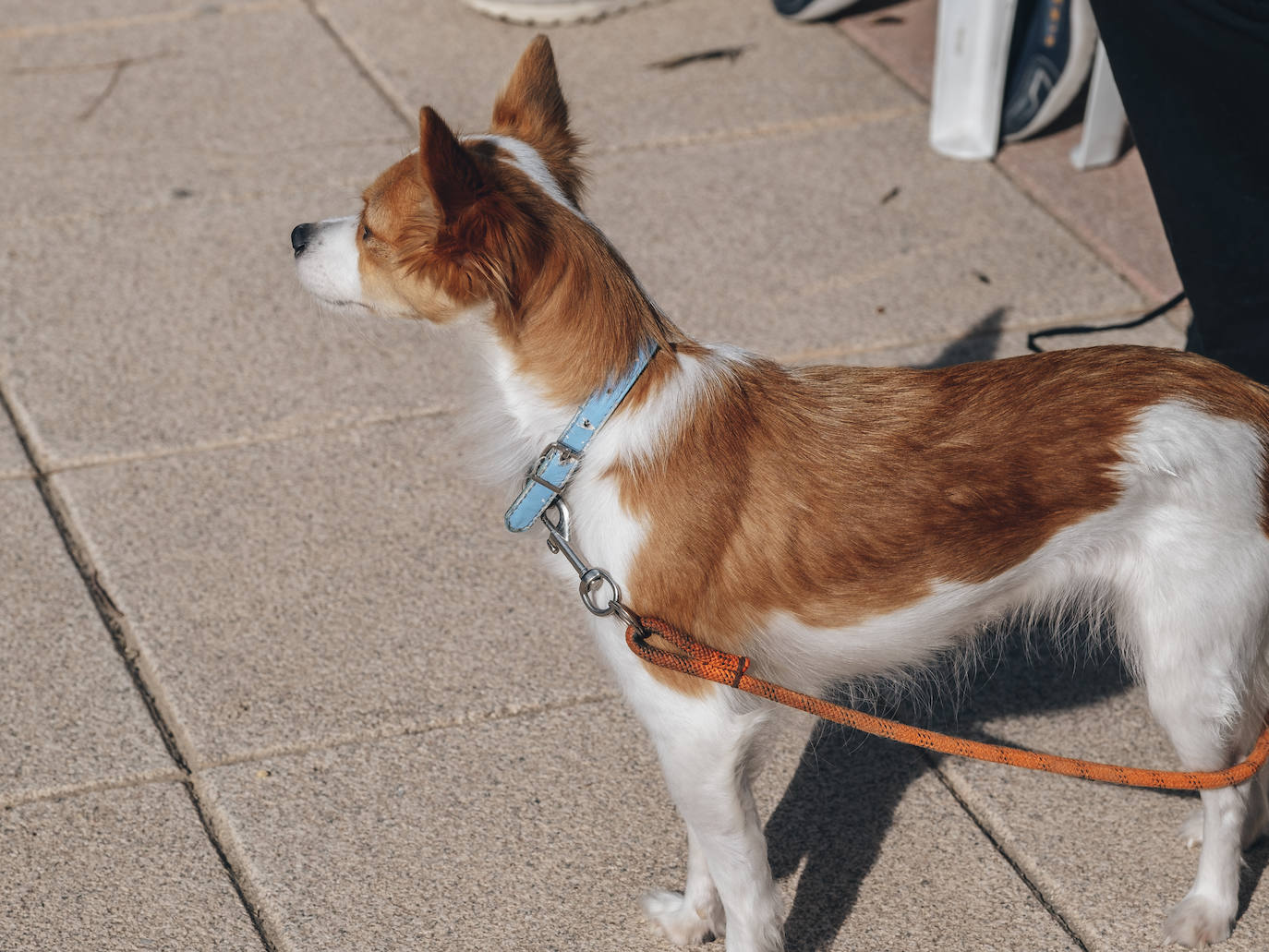 Fotos: Exhibiciones de unidades caninas y mucho amor en el evento &#039;Mi mascota, mi familia&#039;