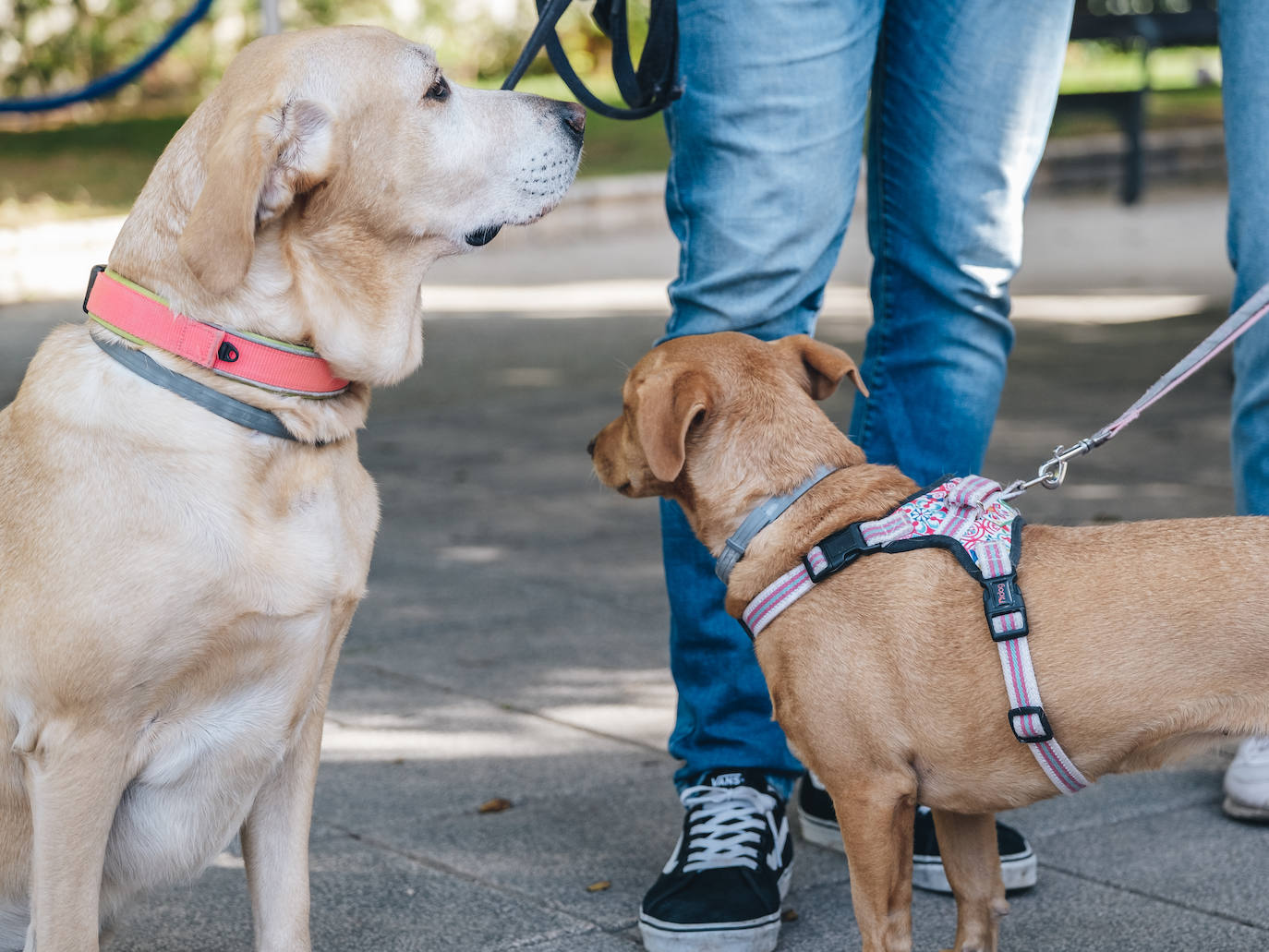 Fotos: Exhibiciones de unidades caninas y mucho amor en el evento &#039;Mi mascota, mi familia&#039;