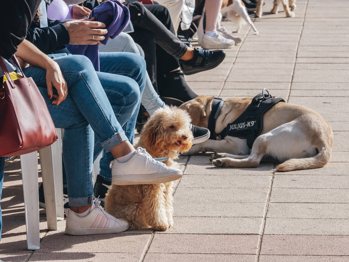 Fotos: Exhibiciones de unidades caninas y mucho amor en el evento &#039;Mi mascota, mi familia&#039;