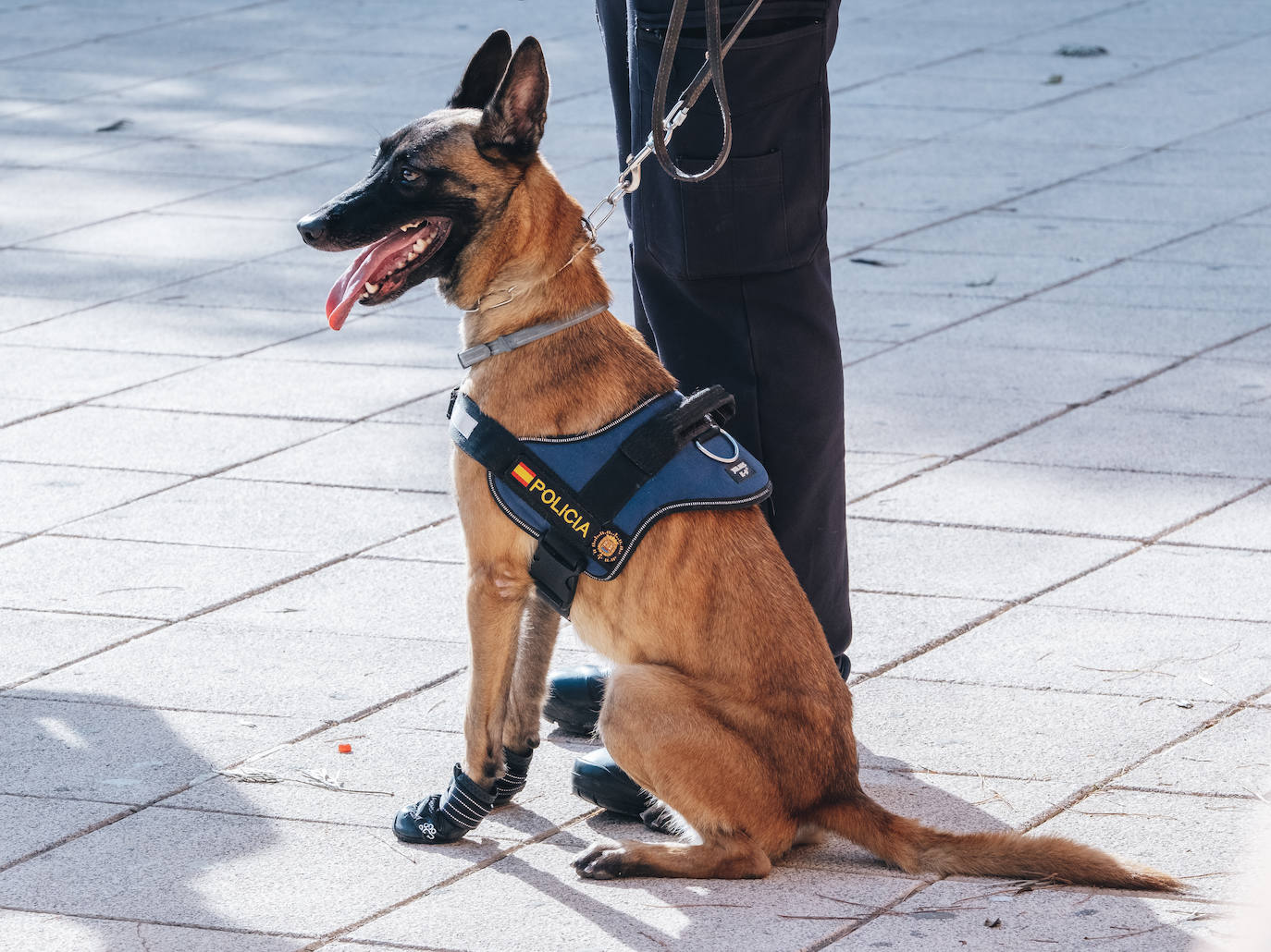 Fotos: Exhibiciones de unidades caninas y mucho amor en el evento &#039;Mi mascota, mi familia&#039;