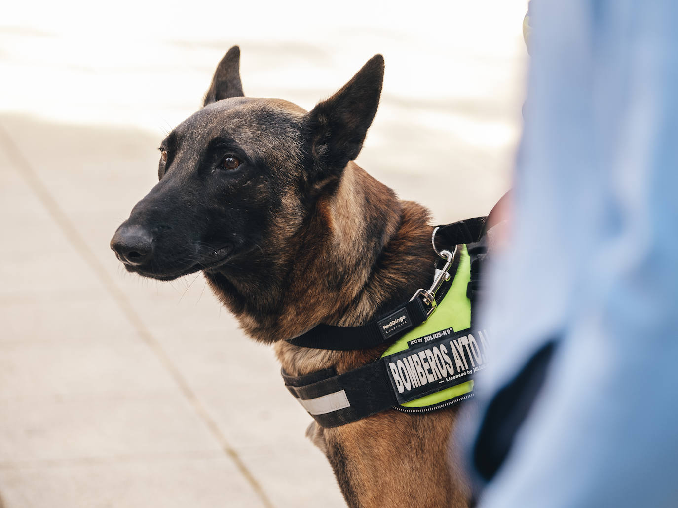 Fotos: Exhibiciones de unidades caninas y mucho amor en el evento &#039;Mi mascota, mi familia&#039;