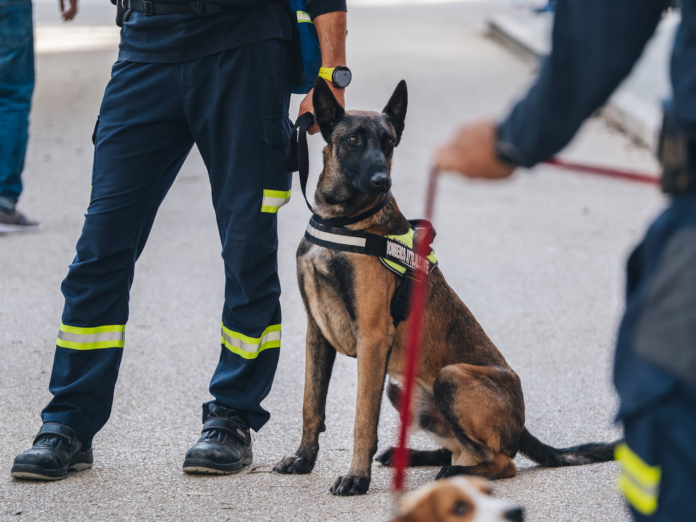 Fotos: Exhibiciones de unidades caninas y mucho amor en el evento &#039;Mi mascota, mi familia&#039;