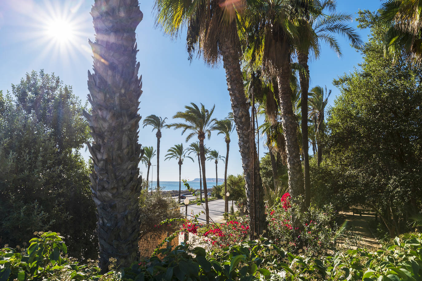 Fotos: El Palmeral, un parque natural frente al mar en Alicante