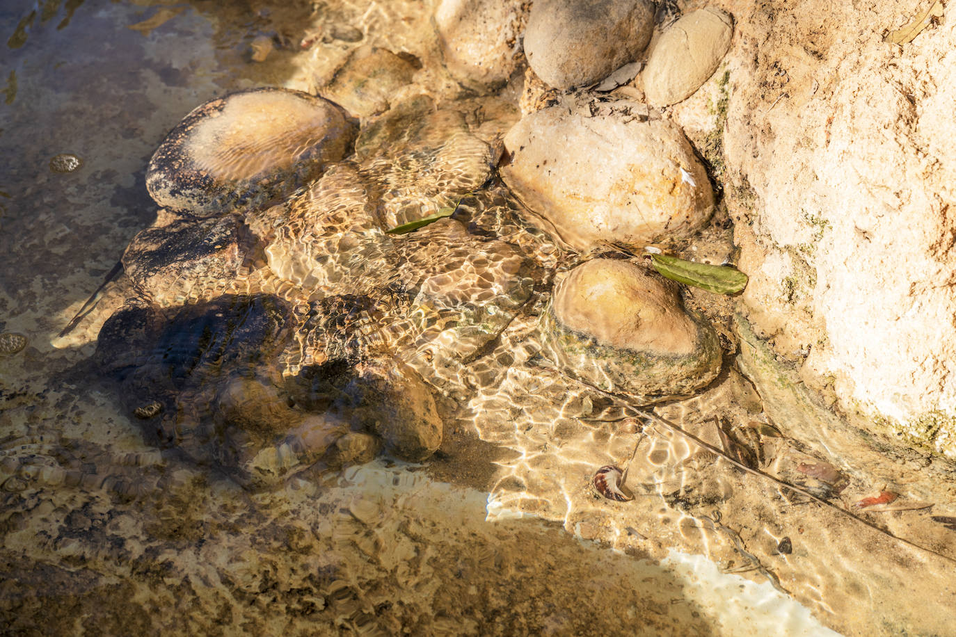Fotos: El Palmeral, un parque natural frente al mar en Alicante
