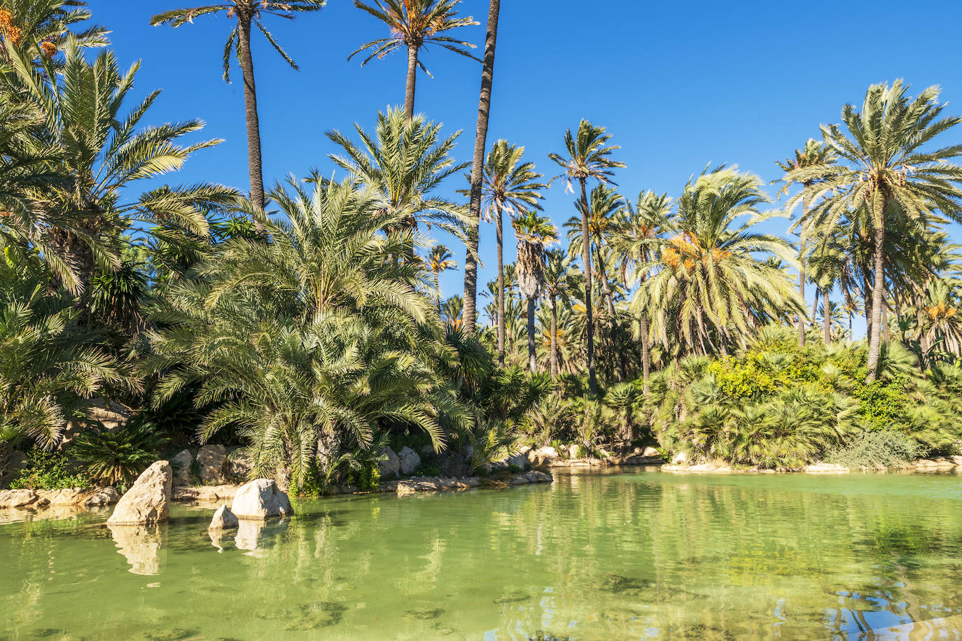 Fotos: El Palmeral, un parque natural frente al mar en Alicante