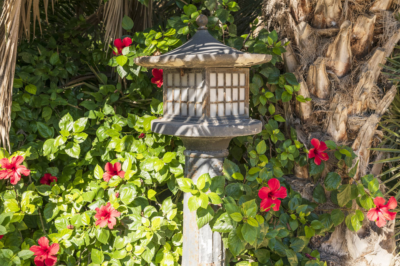 Fotos: El Palmeral, un parque natural frente al mar en Alicante