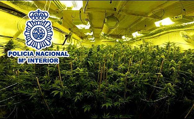 Desarticulado un grupo criminal en Elda dedicado al cultivo y venta de marihuana