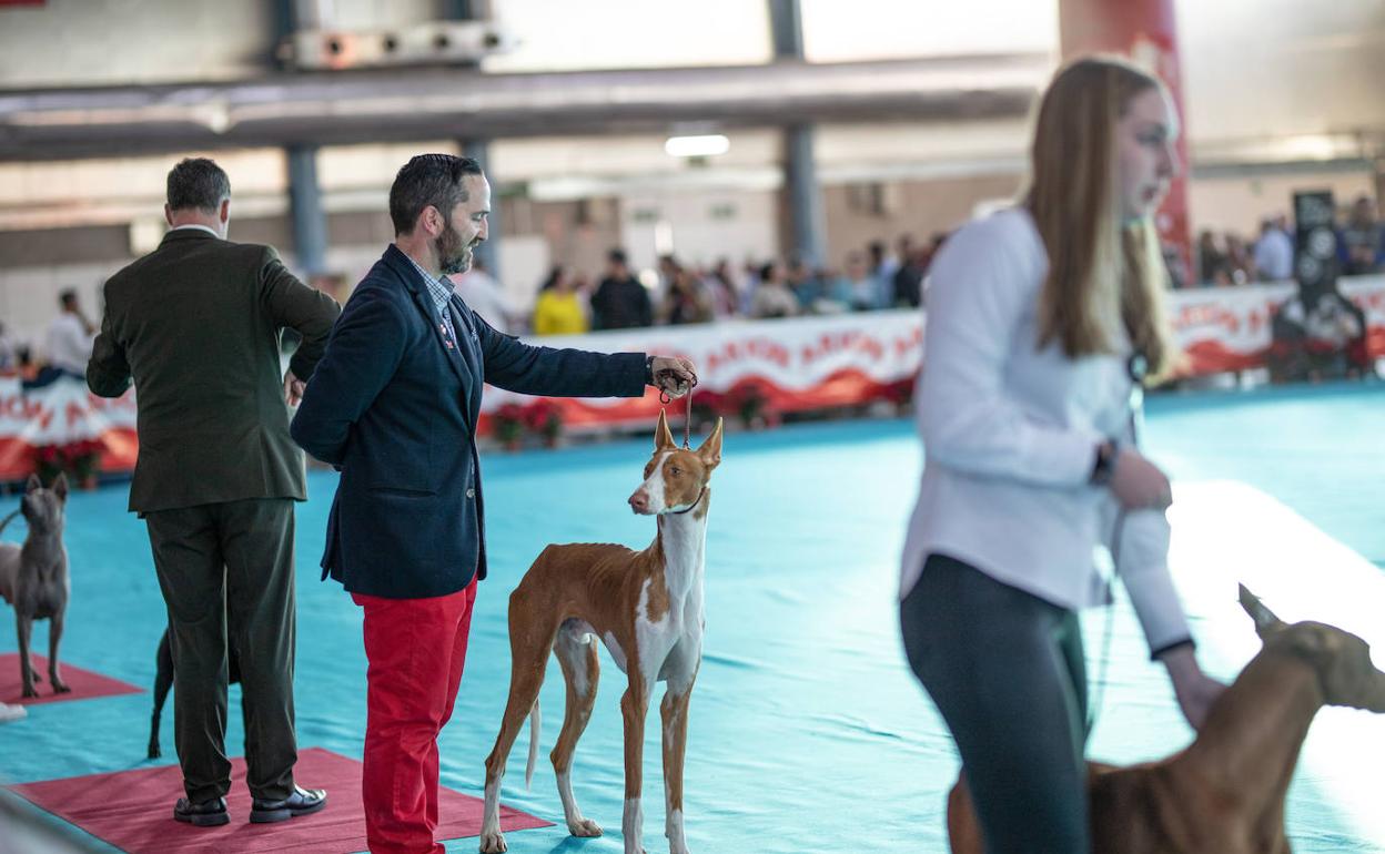Una de las exhibiciones celebradas en esta edición de Expomascotas en la IFA. 