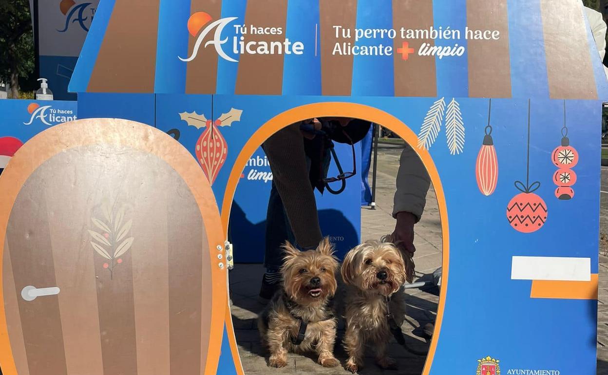 Las mascotas han podido fotografiarse en el photocall de la campaña. 