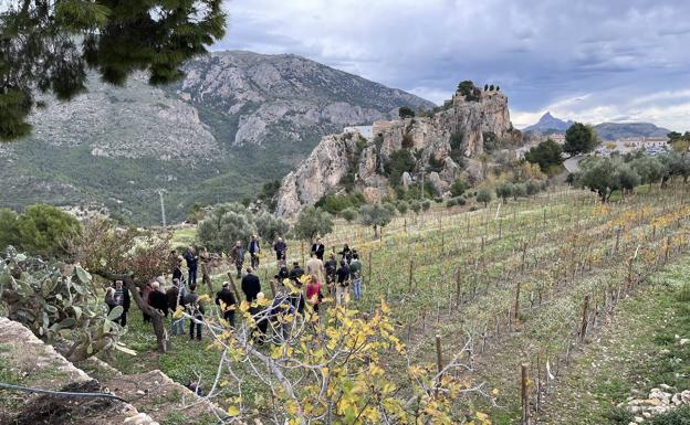 Imagen de los viñedos ubicados en el Valle de Guadalest. 