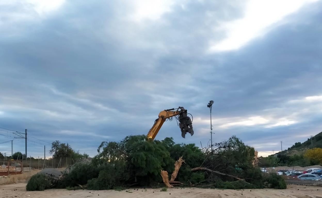 El pino centenario del Hospital de la Marina Baixa nada más ser derribado