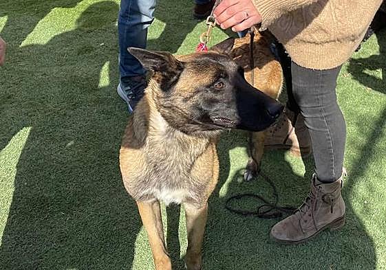Kelly, el pastor belga malinois que visitó Casa Mediterráneo.