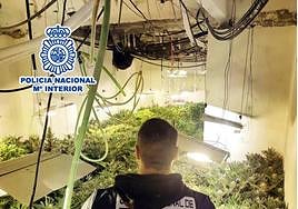 Agente de la Policía Nacional en la plantación de marihuana en un domicilio de Elda.