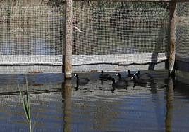 Suelta de focha moruna en el Clot de Galvany.
