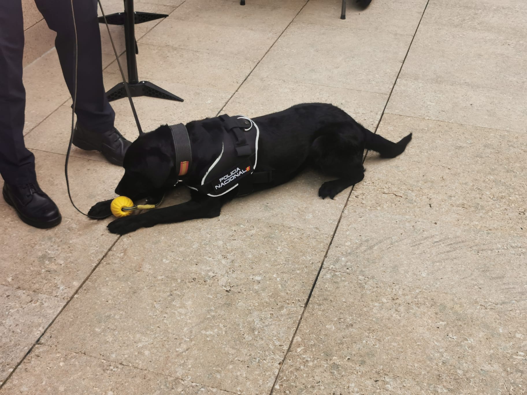 Imagen secundaria 1 - Un dron, un perro de la Unidad de Guías Caninos y material de la U.P.R