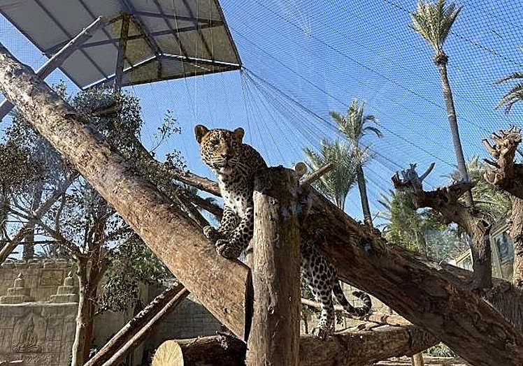 Imagen principal - Río Safari Elche cumple 40 años como referencia conservacionista y de ocio en la Costa Blanca