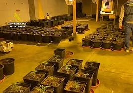 Cae una banda en Alicante dedicada al cultivo y distribución de marihuana por toda Europa