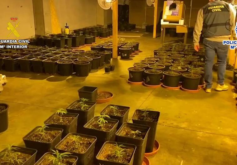 Cae una banda en Alicante dedicada al cultivo y distribución de marihuana por toda Europa