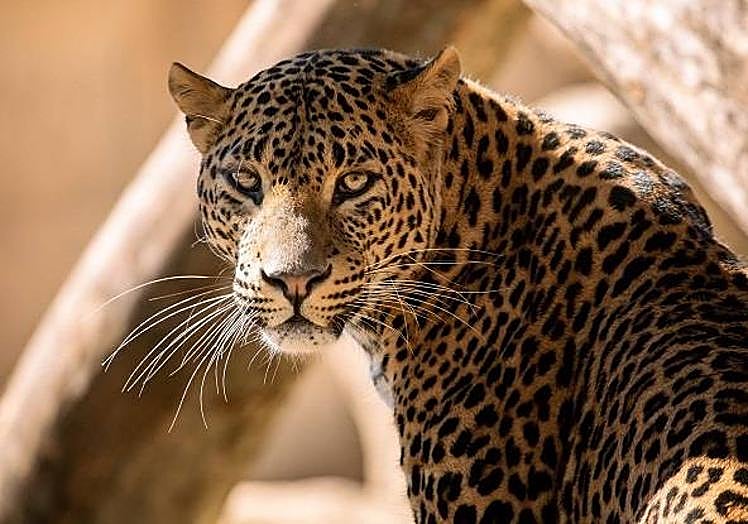 Imagen principal - Cuarenta años de conservación animal en Río Safari Elche