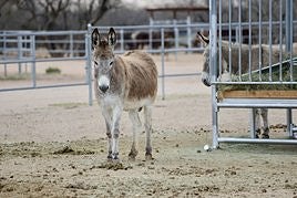 Imagen de archivo de una mula.