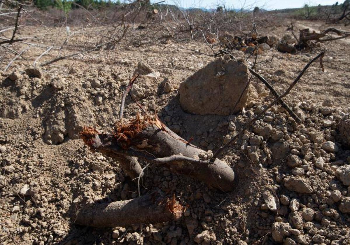 Detalles de la tierra seca.