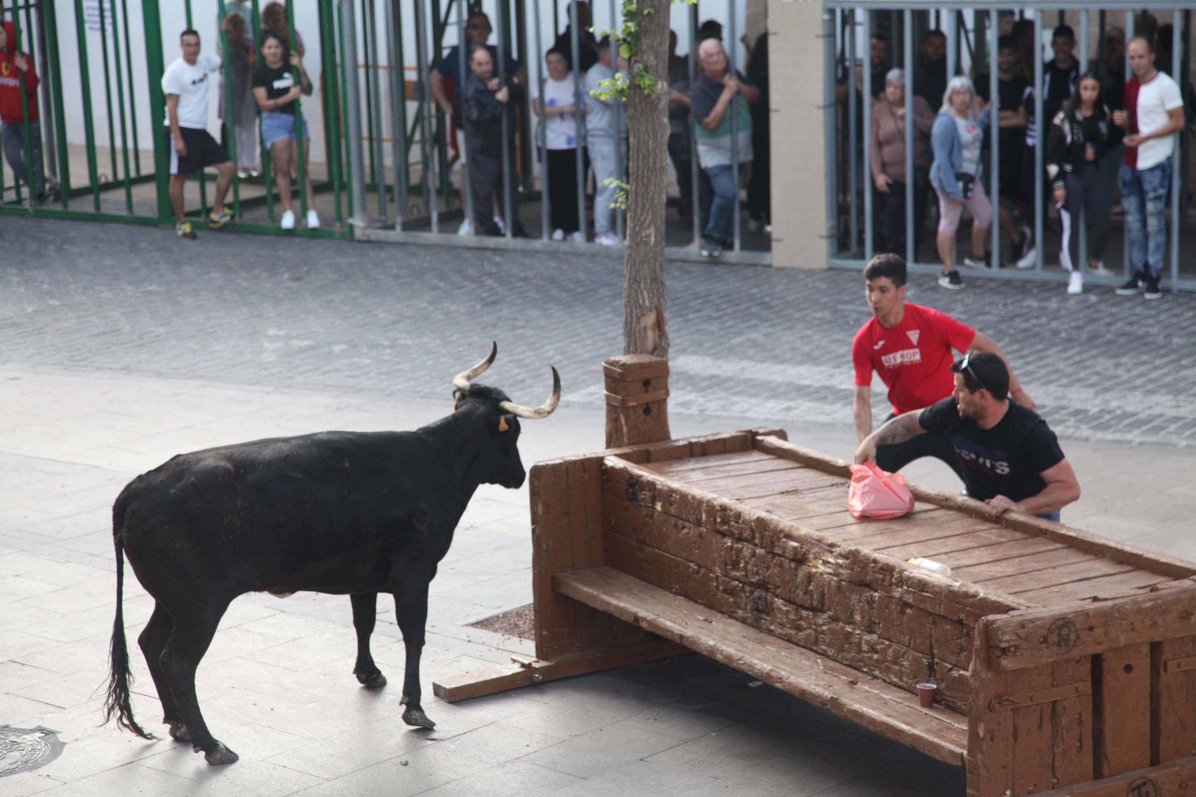 Xàbia celebra sus bous al carrer