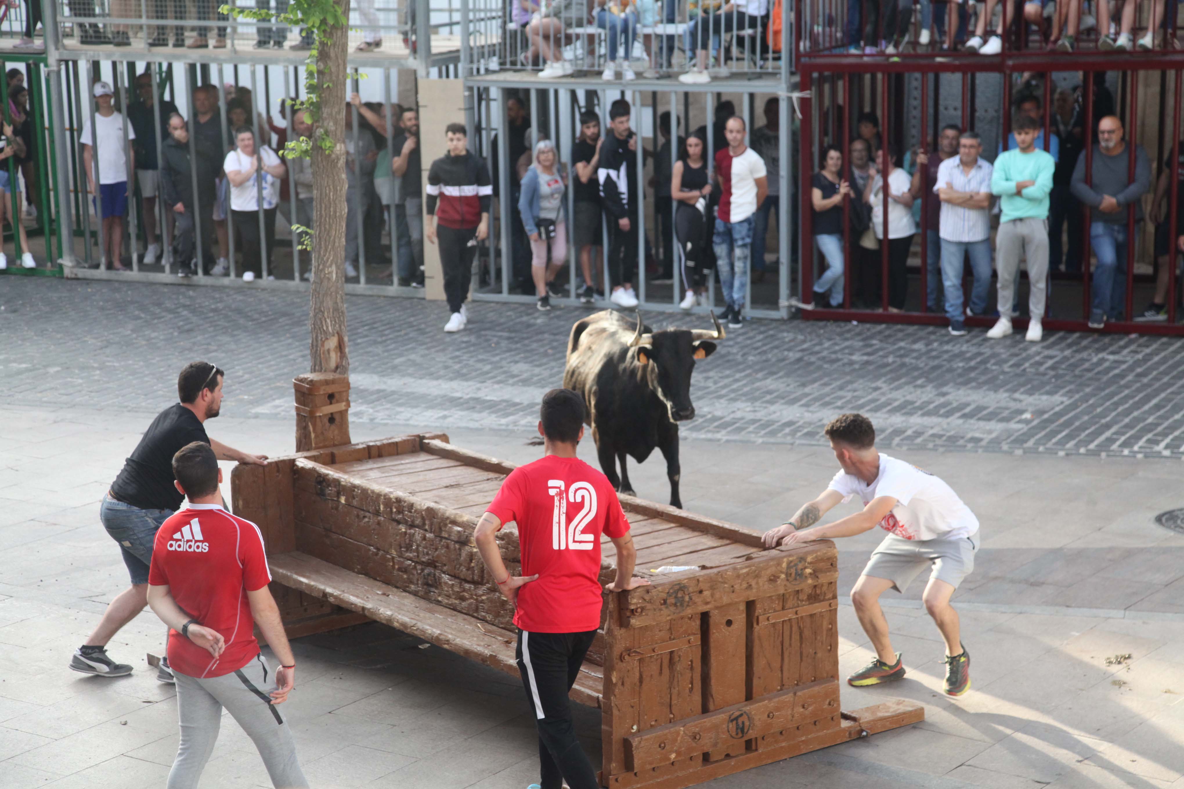 Xàbia celebra sus bous al carrer