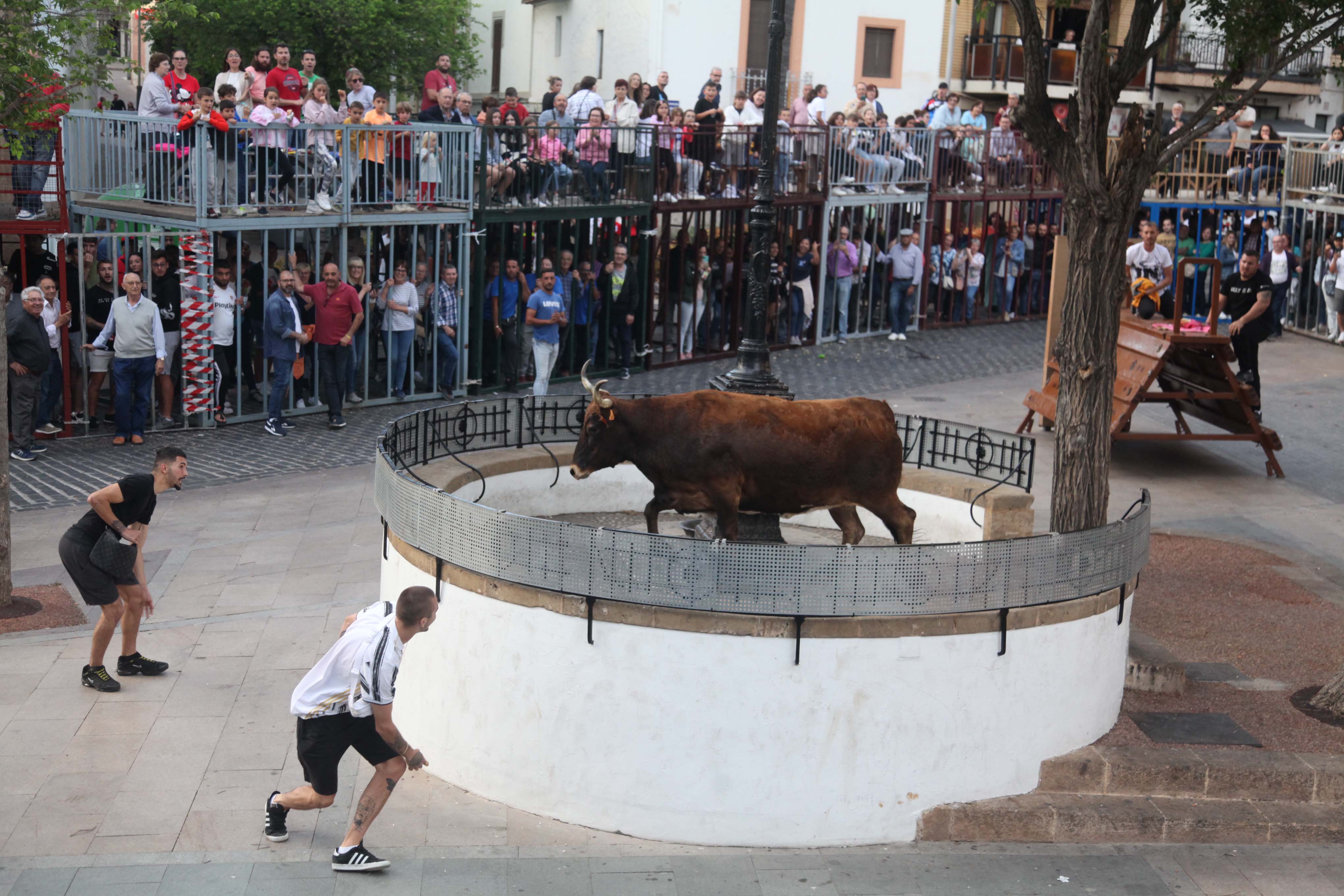 Xàbia celebra sus bous al carrer