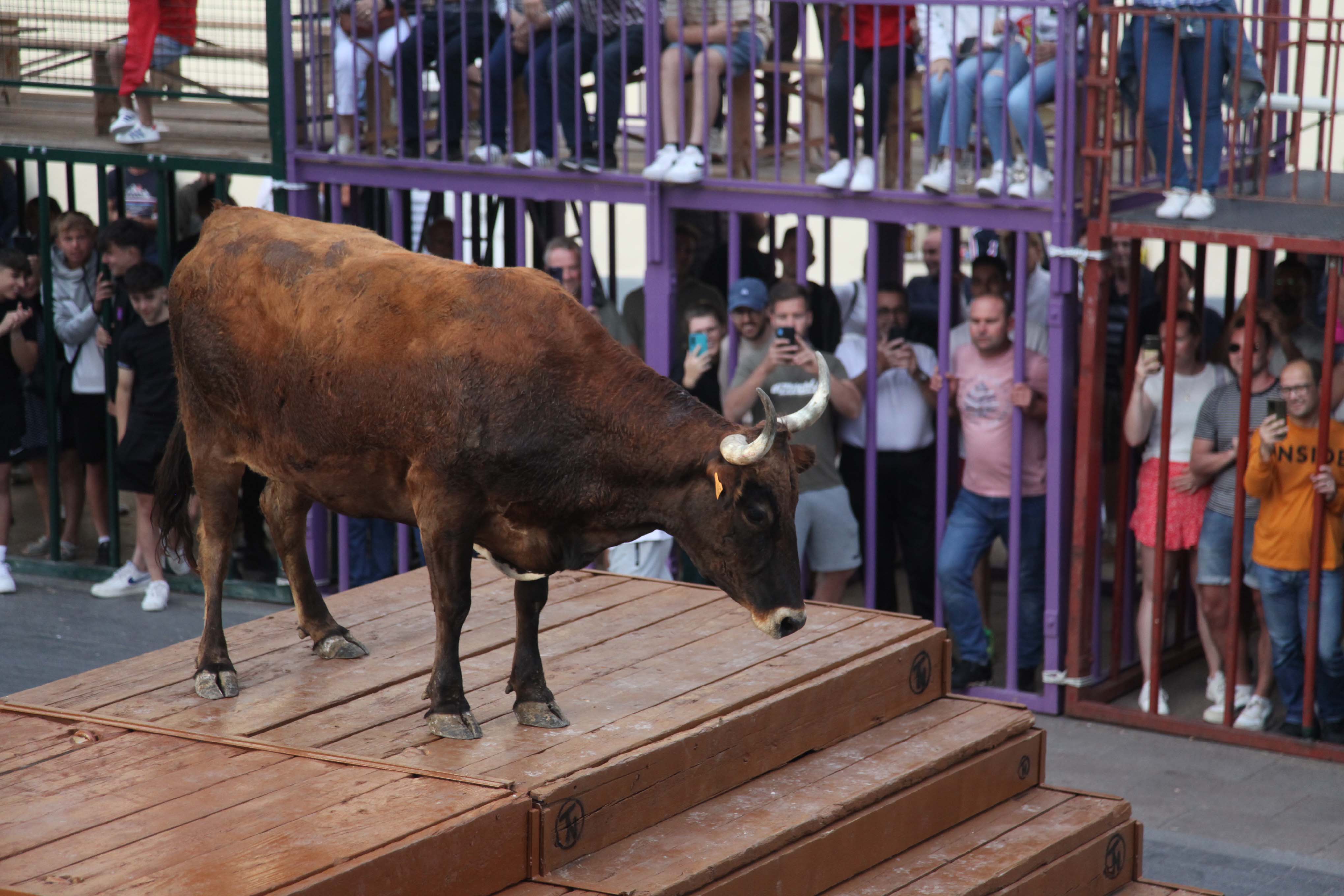 Xàbia celebra sus bous al carrer