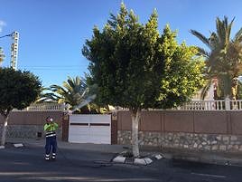 Operarios fumigando árboles