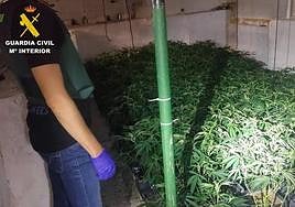 Las plantaciones decomisadas por la Guardia Civil en la operación.