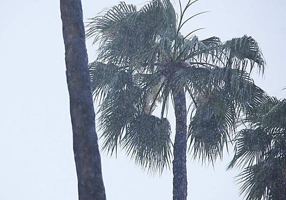 Palmeras azotadas por el viento y la lluvia