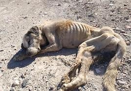 Ragnar, cuando fue encontrado agonizando.