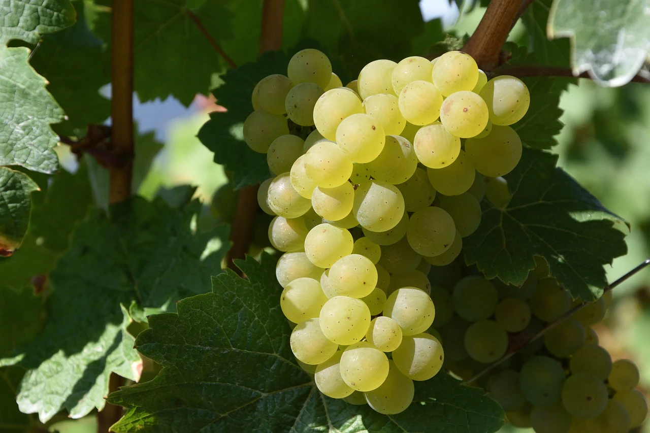 Desarrollan una IA para mejorar la producción de uva y breva alicantina