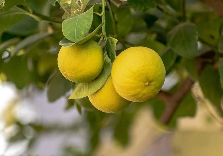 Plantación de limones