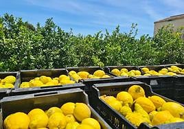 Cajas de limones ecológicos de la Vega Baja