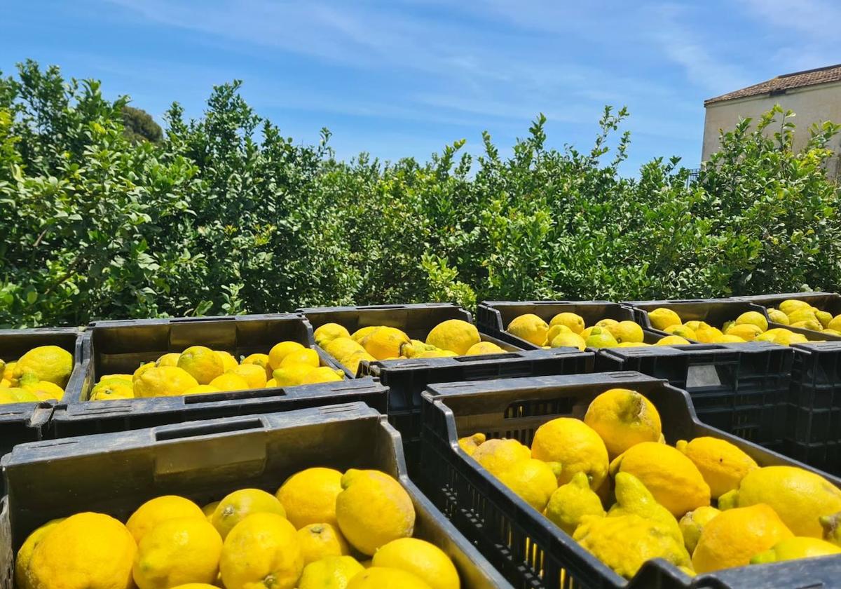 Cajas de limones ecológicos de la Vega Baja