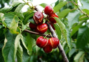 Los supermercados se quedan sin cerezas alicantinas por las lluvias torrenciales