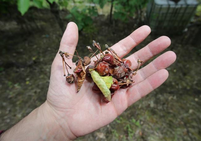 Agricultor con cerezas podridas en su mano