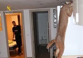 El lince africano encontrado en casa del presunto autor del robo.