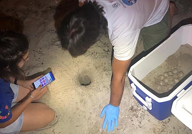 Los expertos recogiendo los huevos.