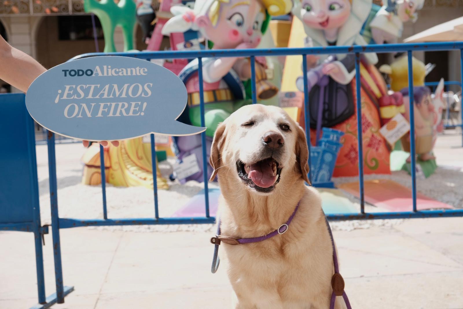 TodoAlicante con las Hogueras