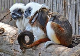 La pareje de tití de algodón, con sus crías a la espalda.