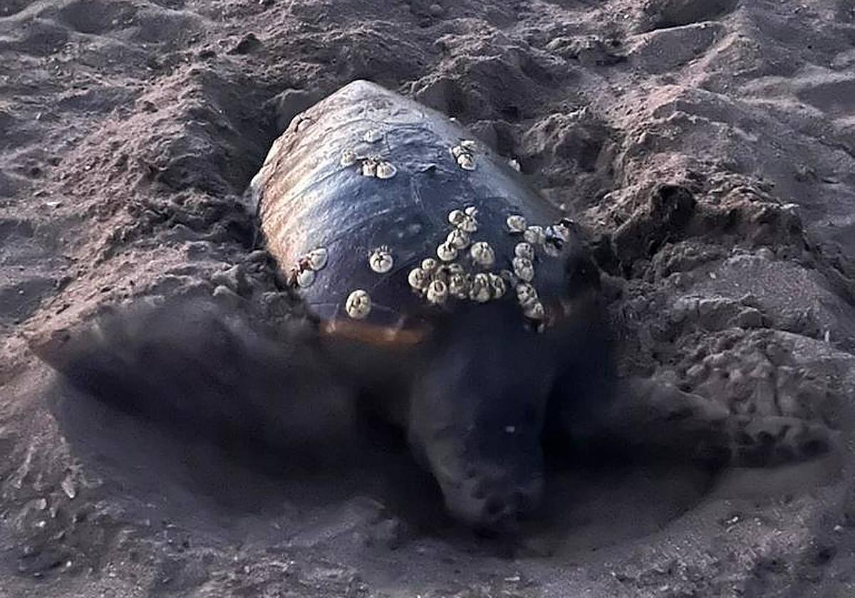 La playa de Dénia registra un segundo nido de tortuga con 111 huevos