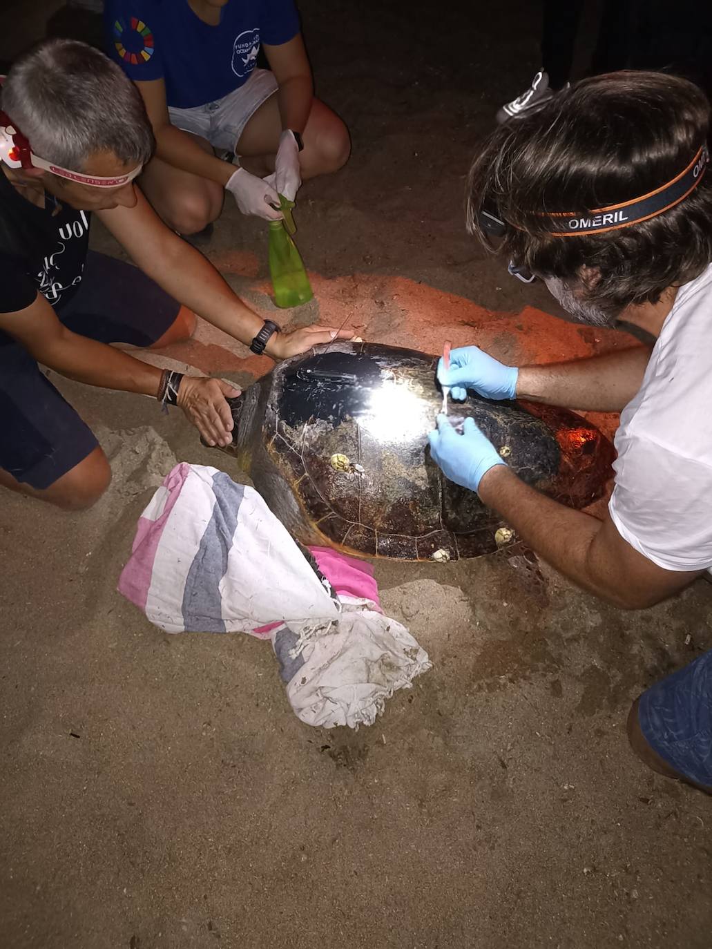 Imagen principal - La playa de Dénia registra un segundo nido de tortuga con 111 huevos